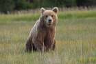 Female Alaskan brown bear in meadow grasses, Lake Clark National Park and Preserve, Alaska. Art Print